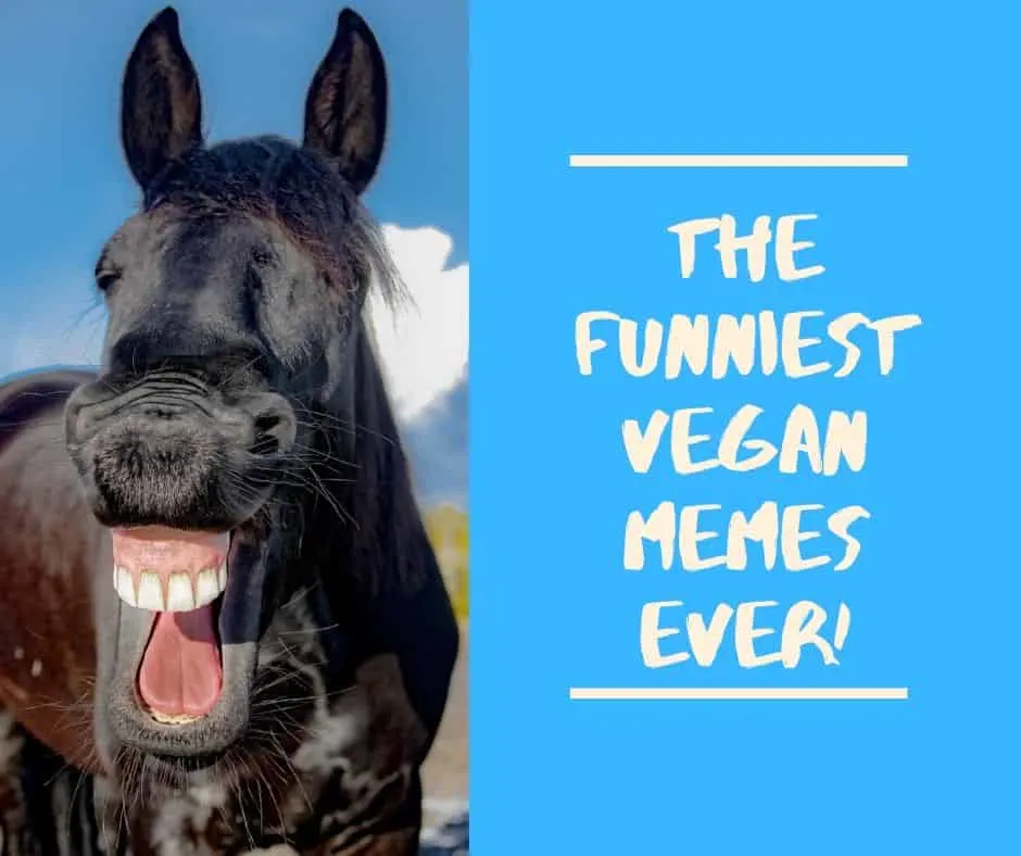 The Most Hilarous Vegan Memes Funny & Lightearted LOL's