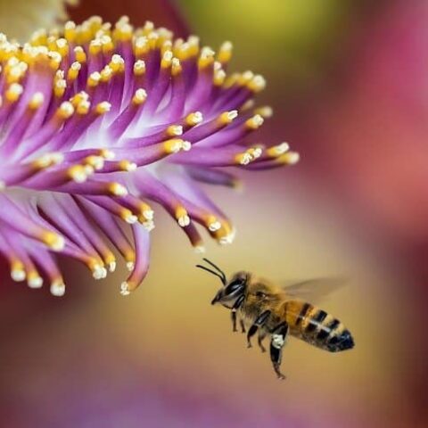 Is Honey Vegan? | Why Is Honey Not Vegan?