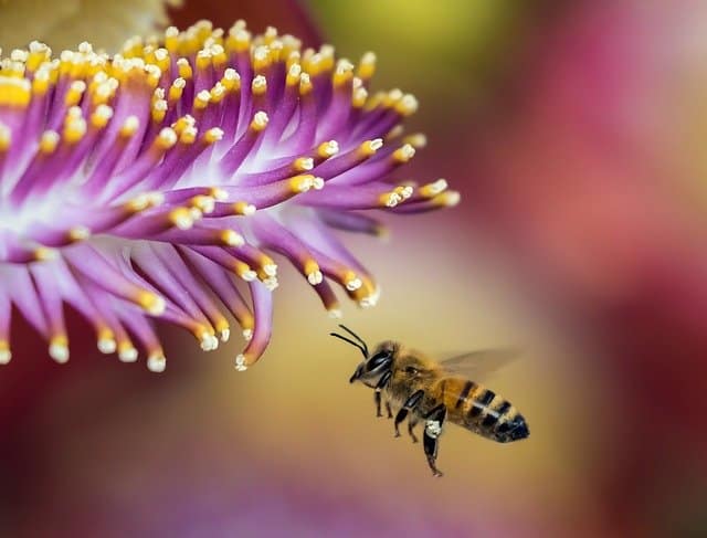 Is Honey Vegan? | Why Is Honey Not Vegan?
